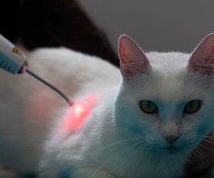 laserterapia_gato